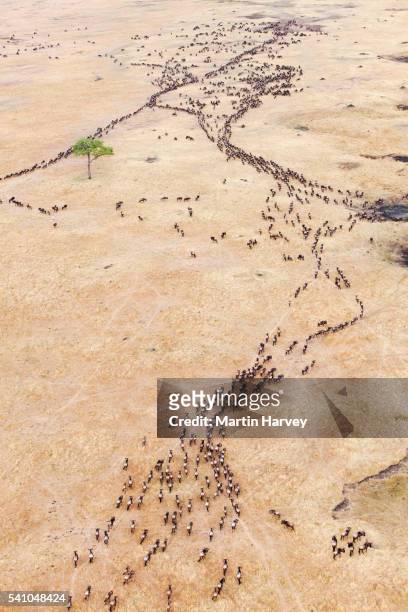 aerial view of the wildebeest migration - masai mara national reserve stockfoto's en -beelden