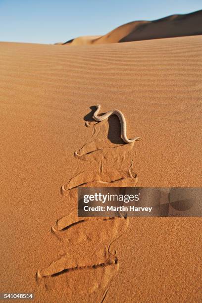 sidewinder adder in the namib desert - adder stock pictures, royalty-free photos & images