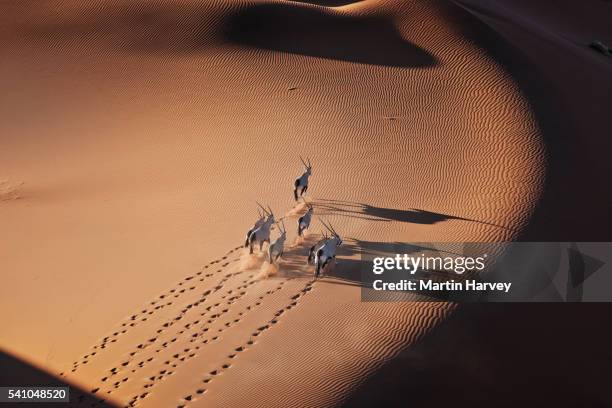 gemsbok herd running in the desert - animals in the wild fotografías e imágenes de stock