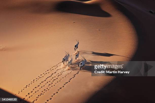 gemsbok herd running in the desert - dieren in het wild stockfoto's en -beelden