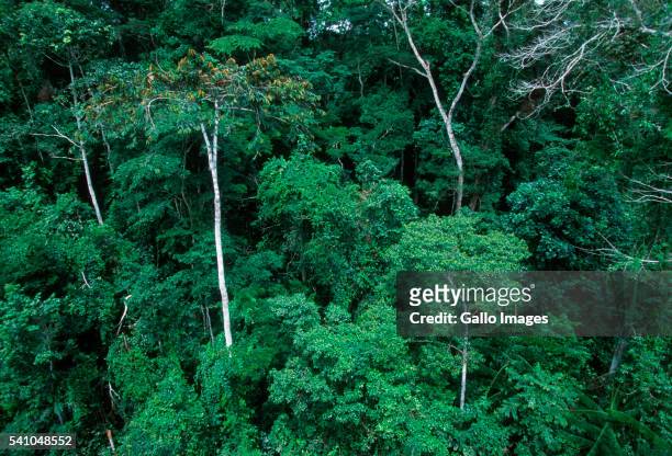 tropical rainforest in gabon - gabón fotografías e imágenes de stock