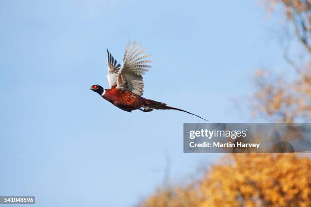 ring-necked pheasant in flight - pheasant bird stock pictures, royalty-free photos & images