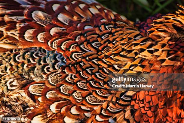 ring-necked pheasant wing feathers - pheasant hunting fotografías e imágenes de stock