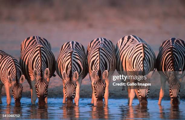 burchell's zebras drinking at water hole - parque nacional de etosha fotografías e imágenes de stock