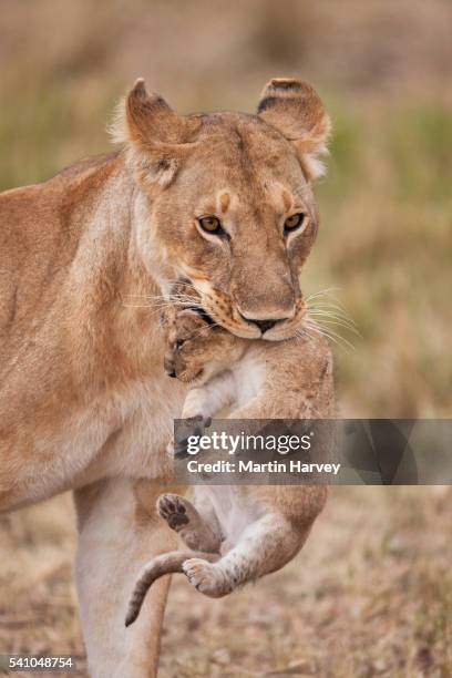 lioness carrying cub. - lion africa stock-fotos und bilder