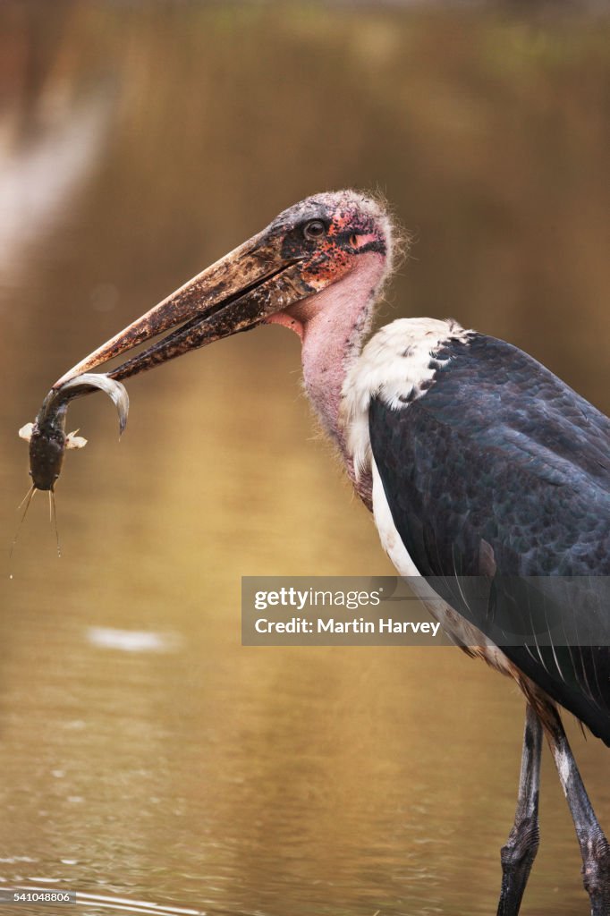 Marabou Stork