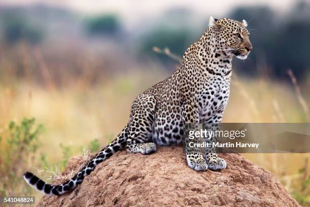 leopard - leopard stock pictures, royalty-free photos & images