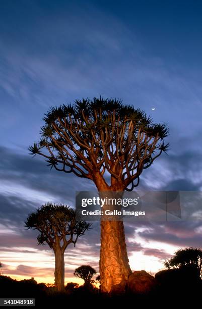 quiver tree in namibia - quiver tree stock pictures, royalty-free photos & images