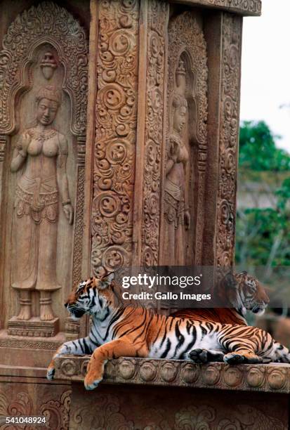 bengal tigers lying on temple in india - a bengal tiger stockfoto's en -beelden