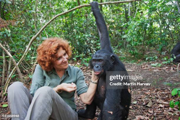 bonobo sanctuary director with a bonobo, democratic republic of congo - bonobo and human stock pictures, royalty-free photos & images