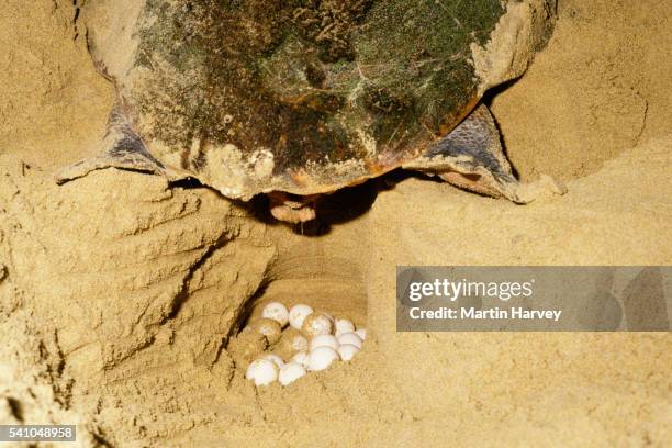 loggerhead turtle laying eggs - loggerhead turtle stock pictures, royalty-free photos & images