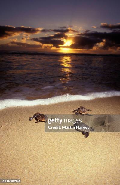 loggerhead turtle hatchlings heading to sea - hatchling stock pictures, royalty-free photos & images