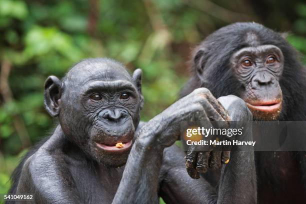 Two Bonobos 1,608 Bonobo Stock Photos, High-Res Pictures, and Images - Getty Images