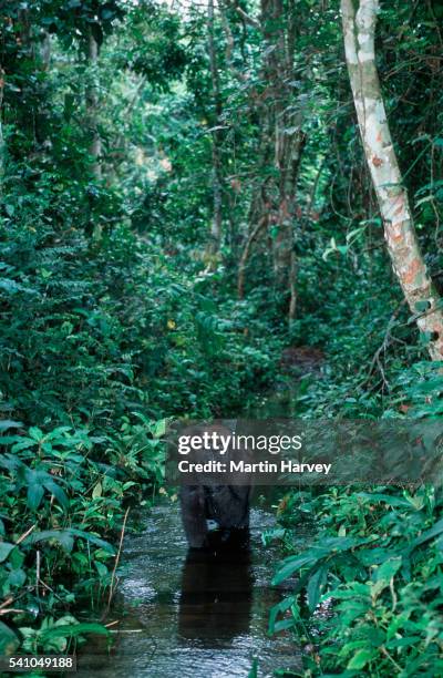 western lowland gorilla standing in a stream - western lowland gorilla stock pictures, royalty-free photos & images