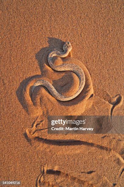142 Namibian Snakes Stock Photos, High-Res Pictures, and Images - Getty ...
