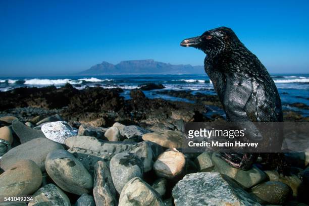 jackass penguin covered in oil from spill - oil spill stock-fotos und bilder