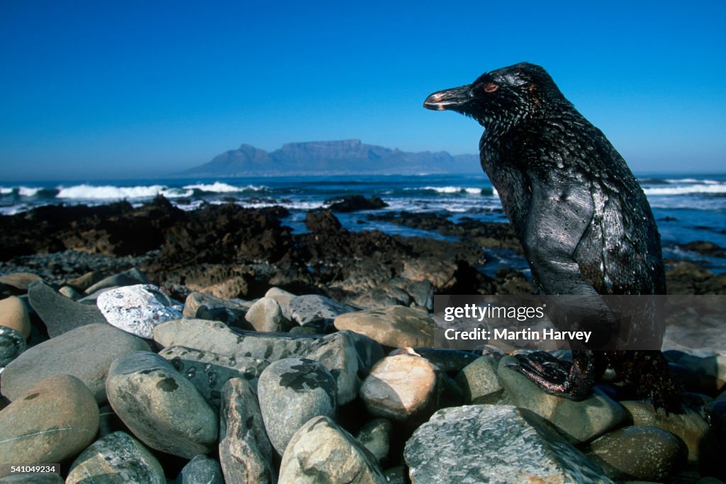 Jackass Penguin Covered in Oil from Spill