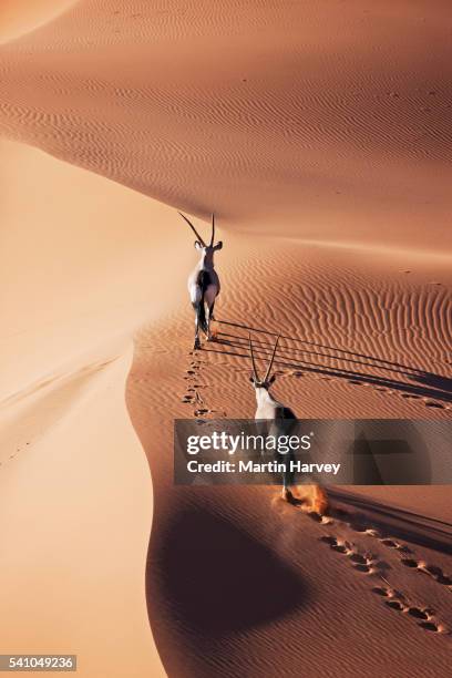 gemsbok running over dune in the namibian desert - oryx stock pictures, royalty-free photos & images