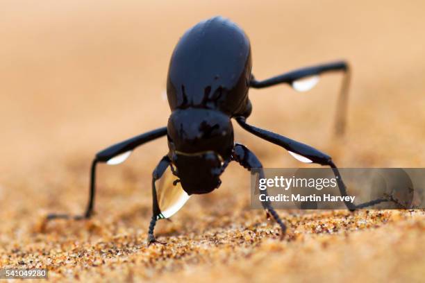 the namib desert beetle (genus stenocara) fog basking - namib stock-fotos und bilder