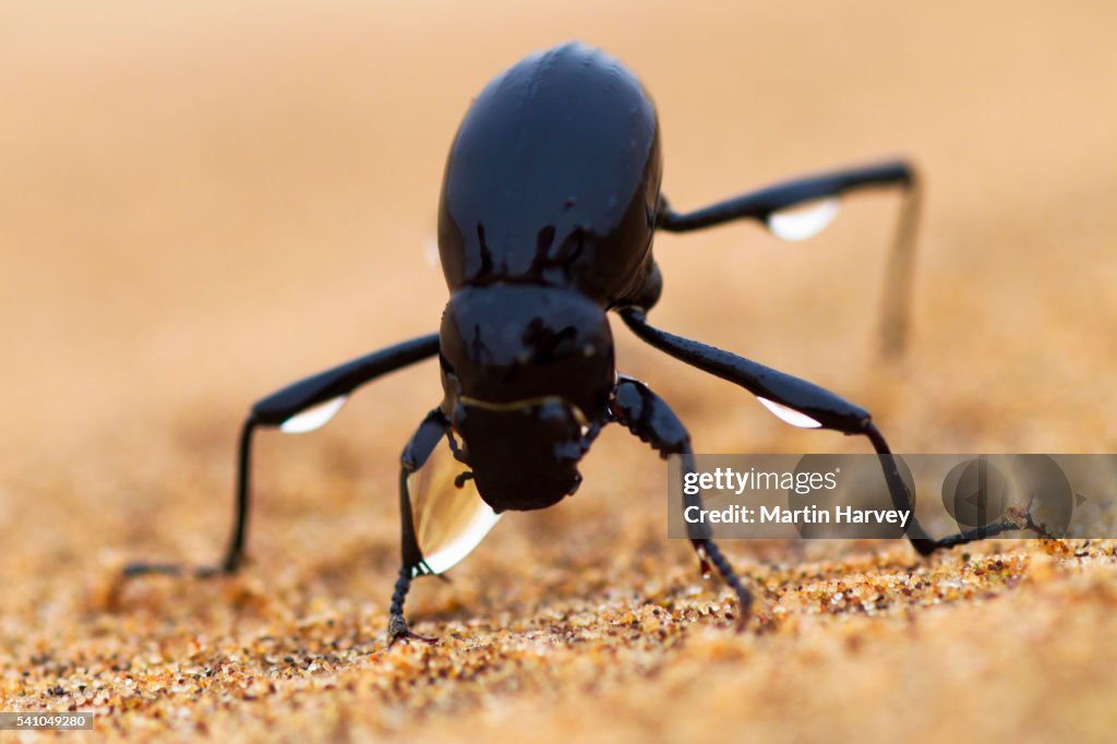 The Namib Desert beetle (genus Stenocara) fog basking