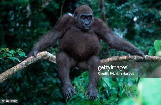 western lowland gorilla sitting on branch - gorilla fotografías e imágenes de stock