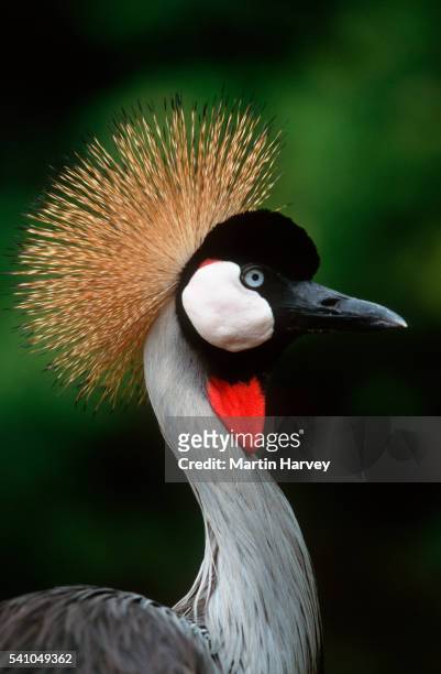 grey crowned crane - gru coronata grigia foto e immagini stock