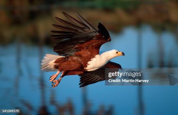 african fish eagle hunting - african fish eagle fotografías e imágenes de stock