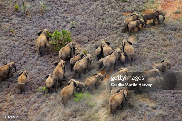 african elephant herd in kenya - animal behavior stock-fotos und bilder