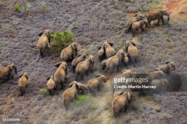 african elephant herd in kenya - african elephants stock pictures, royalty-free photos & images