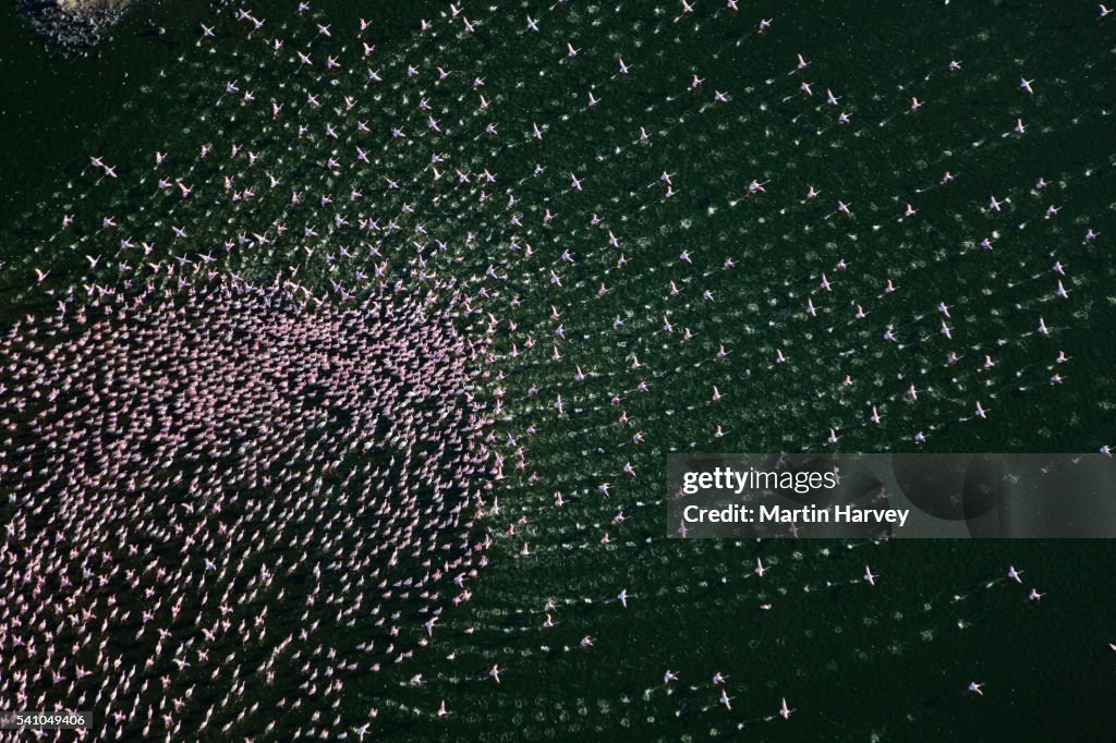 Aerial view of Lesser flamingos (Phoenicopterus minor) flying over Lake Bogoria