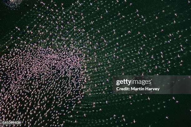 aerial view of lesser flamingos (phoenicopterus minor) flying over lake bogoria - migrazione animale foto e immagini stock