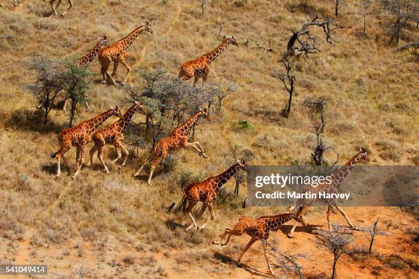 reticulated giraffe herd in kenya - grassland stock-fotos und bilder
