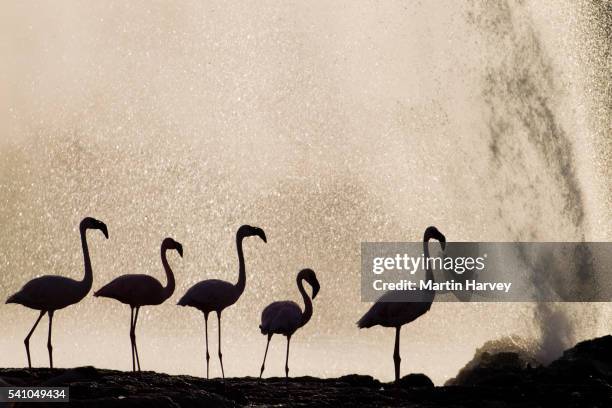 lesser flamingos at lake bogoria's geyser and hot springs - lago bogoria foto e immagini stock