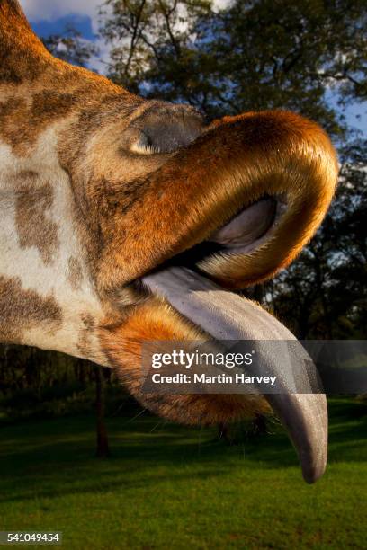 baringo giraffe sticking out its tongue - giraffe manor stock pictures, royalty-free photos & images