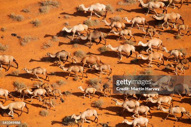 camels in the chalbi desert of kenya - dromedary camel bildbanksfoton och bilder