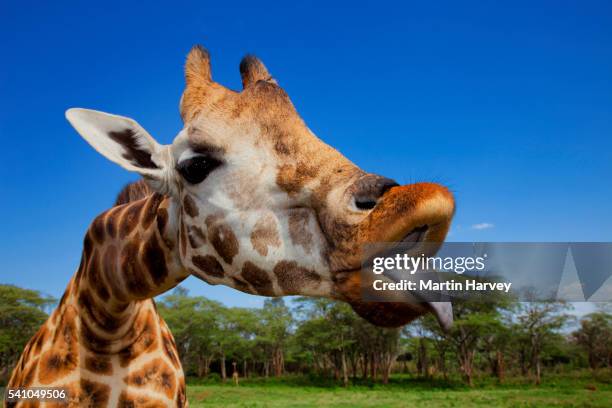 baringo giraffe at giraffe manor sticking out its tongue - jirafa fotografías e imágenes de stock