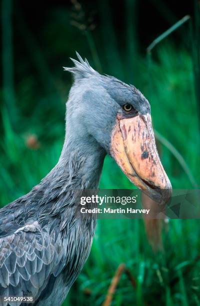 endangered shoe bill stork - shoebilled stork ストックフォトと画像