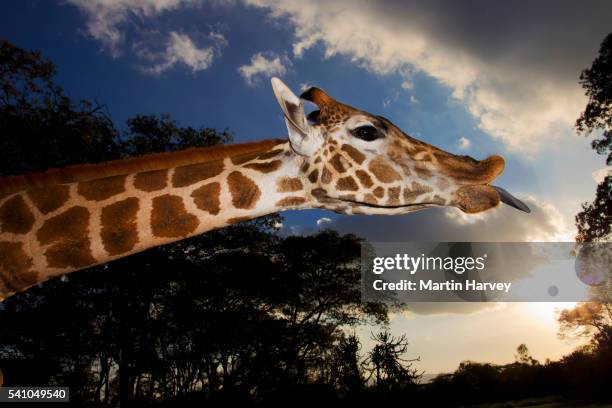 baringo giraffe sticking out its tongue - giraffe manor stock pictures, royalty-free photos & images