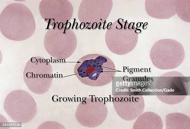 Growing erythrocytic trophozoite during the Plasmodium spp life cycle, 1971. The trophozoites represent stages in the Plasmodium spp. Life cycle,...