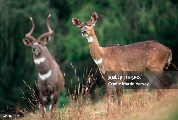 male and female mountain nyala - nyala mamífero ungulado - fotografias e filmes do acervo