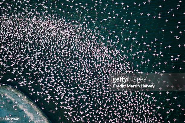 lesser flamingos flying over lake bogoria in kenya - colony fotografías e imágenes de stock