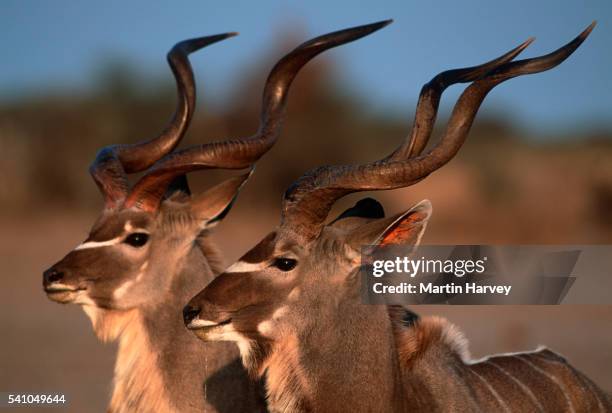 horned male kudus - male kudu stock pictures, royalty-free photos & images