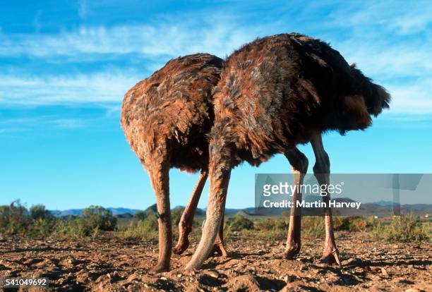 two ostriches with heads in the sand - 頭隠して尻隠さず ストックフォトと画像