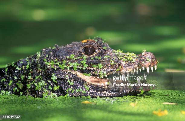 dwarf crocodile in water - african dwarf crocodile foto e immagini stock