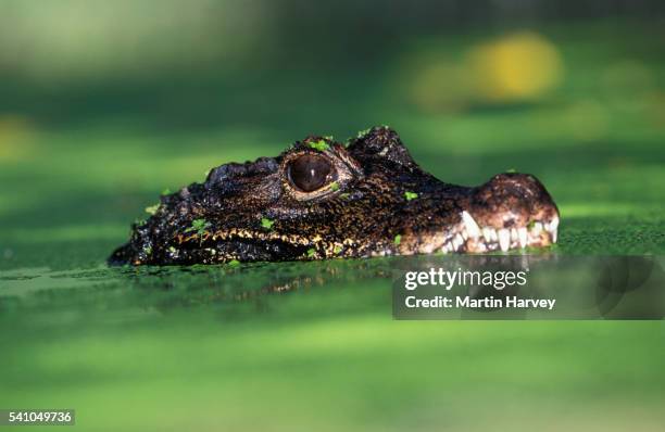 dwarf crocodile in water - african dwarf crocodile foto e immagini stock