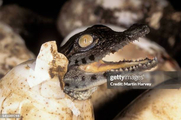 baby nile crocodile coming out of egg - hatching stock-fotos und bilder