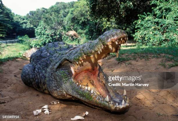 female nile crocodile guarding nest - boca de animal fotografías e imágenes de stock