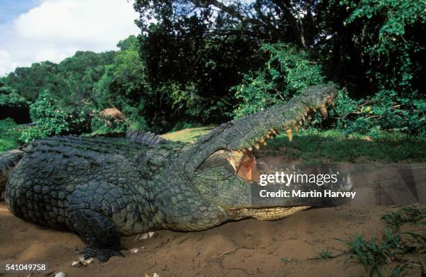 female nile crocodile guarding nest - crocodiles nest stock pictures, royalty-free photos & images