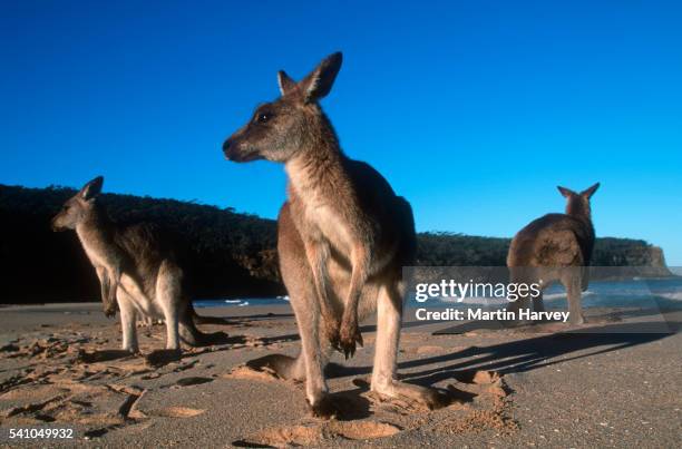 eastern gray kangaroos on australian beach - kangaroo on beach foto e immagini stock