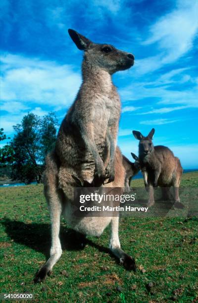 eastern gray kangaroo with joey in australia - joey kangaroo photos et images de collection